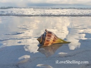 Whelk in the surf of Sanibel Island Whelk in the surf of Sanibel Island