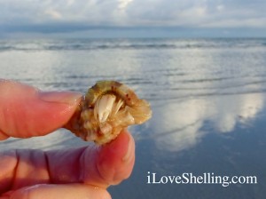 apple murex with hermit crab apple murex with hermit crab