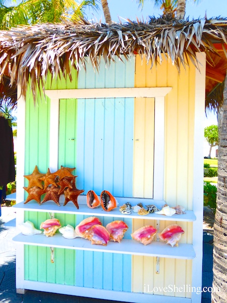 bahamas seashell shack