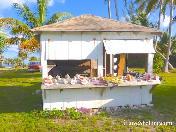 bahamas shell shack