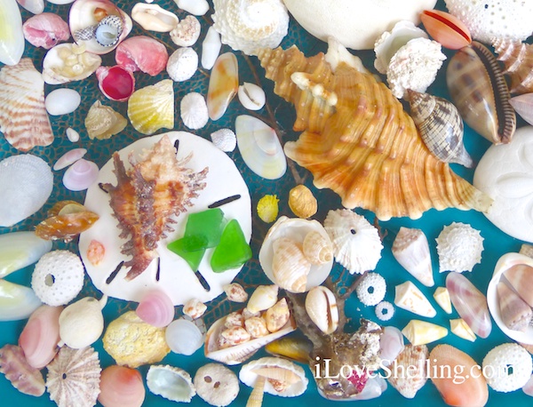 caribbean sea shells from Grand Bahama Island