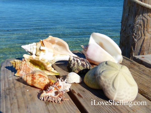 caribbean shells from bahamas