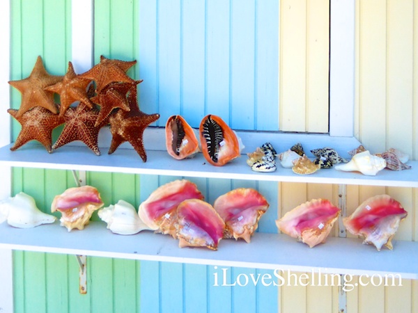 colorful conch shells in bahamas