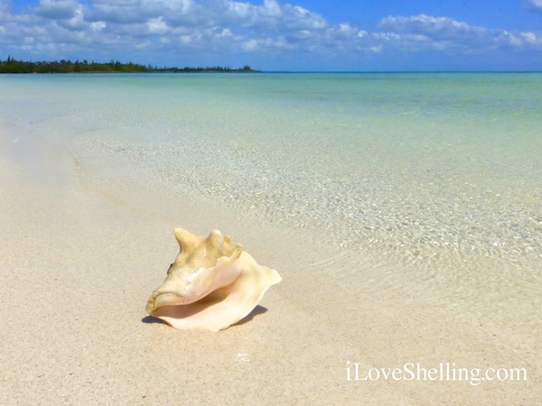 conch shell on sandy beach in the bahamas