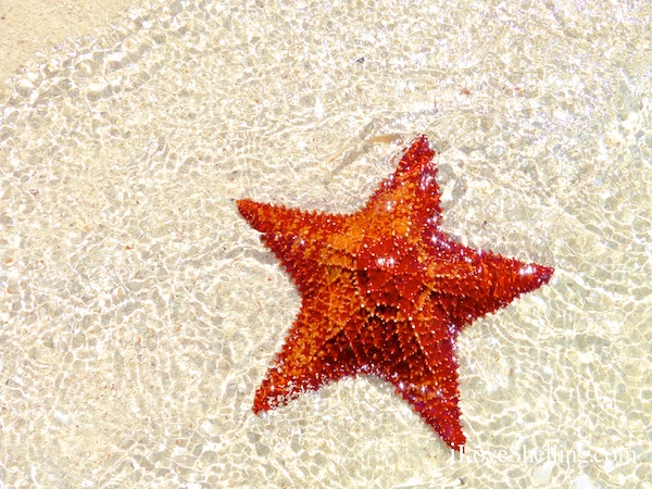 cushion sea star starfish bahamascushion sea star starfish bahamas