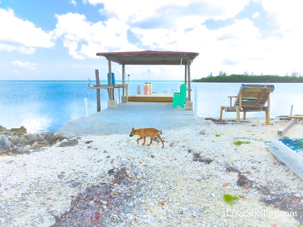 firefly bone fishing dock in the bahamas