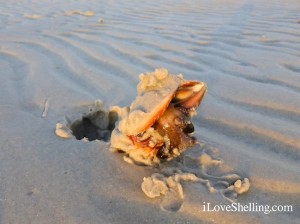 live fighting conch in sand live fighting conch in sand