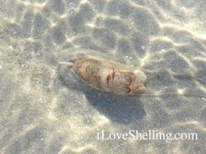 live lettered olive shell live lettered olive shell