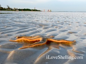 live starfish at sanibel lighthouse beach live starfish at sanibel lighthouse beach