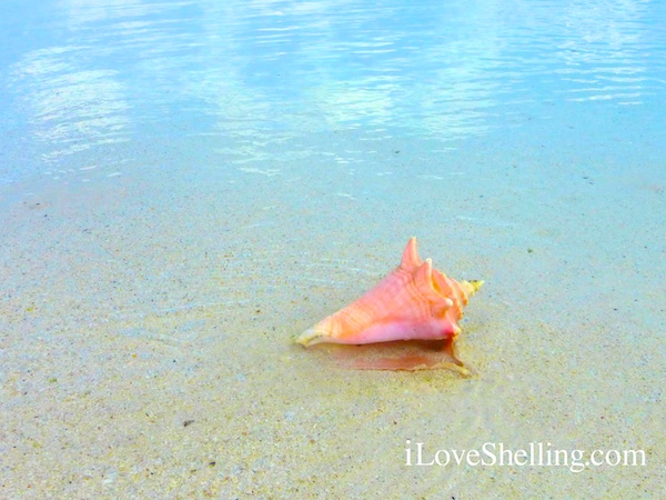 pink conch shell in the bahamas