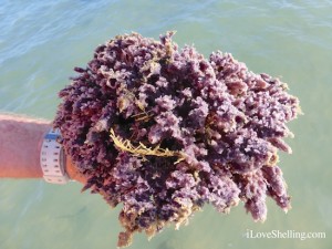 purple sea sponge Sanibel purple sea sponge Sanibel