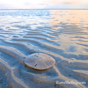 sand dollar at low tide Sanibel Island sand dollar at low tide Sanibel Island