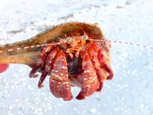 sanibel hermit crab sanibel hermit crab