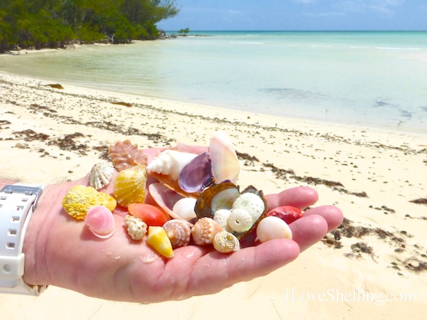 seashells found in grand Bahama island