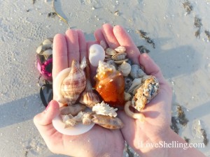 seashells found on Sanibel Island by Leah seashells found on Sanibel Island by Leah