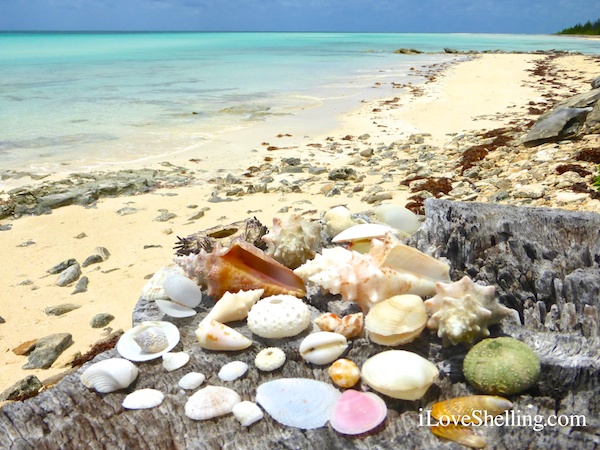 seashells of the bahama islands