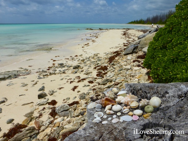 shelling the bahamas