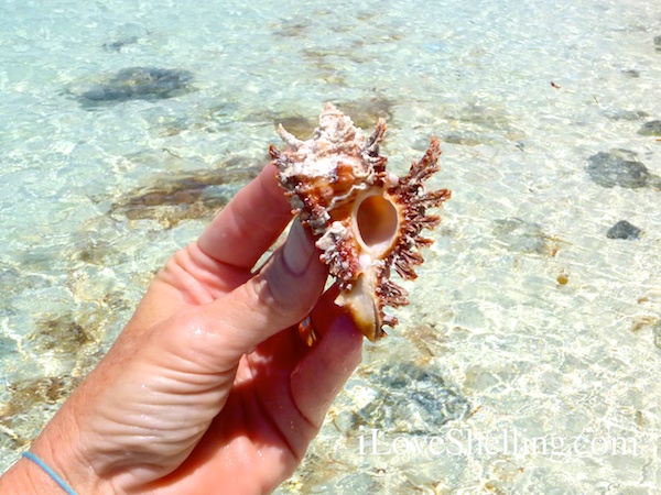 west indian lace murex found in the bahamas Chicoreus (Triplex) florifer