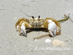 casper the friendly ghost crab hiding in shadow casper the friendly ghost crab hiding in shadow