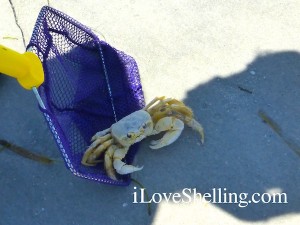 casper the friendly ghost crab hiding in shadow casper the friendly ghost crab hiding in shadow