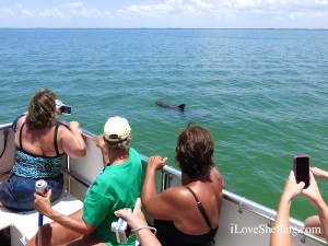 dolphin sight seeing captiva cruises dolphin sight seeing captiva cruises