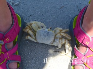 ghost crab hiding in shadow ghost crab hiding in shadow