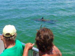 mother dolphin and baby mother dolphin and baby