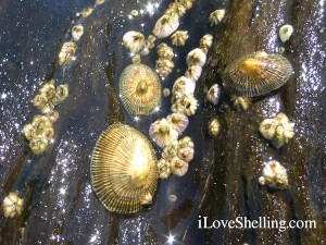 striped false limpets on fallen tree striped false limpets on fallen tree
