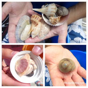 Sea shells found on Cayo Costa Island Florida_1