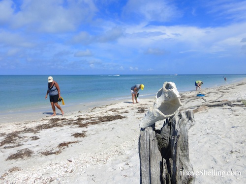 collecting sea shells on a Florida island