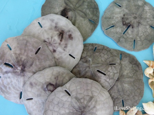 dead sand dollars without cilia
