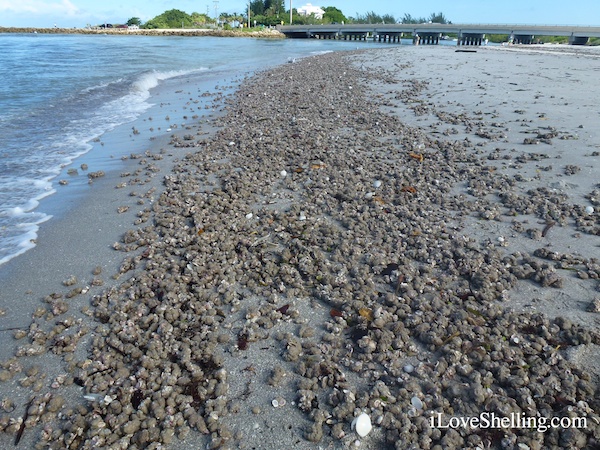 how to make yourself squirt