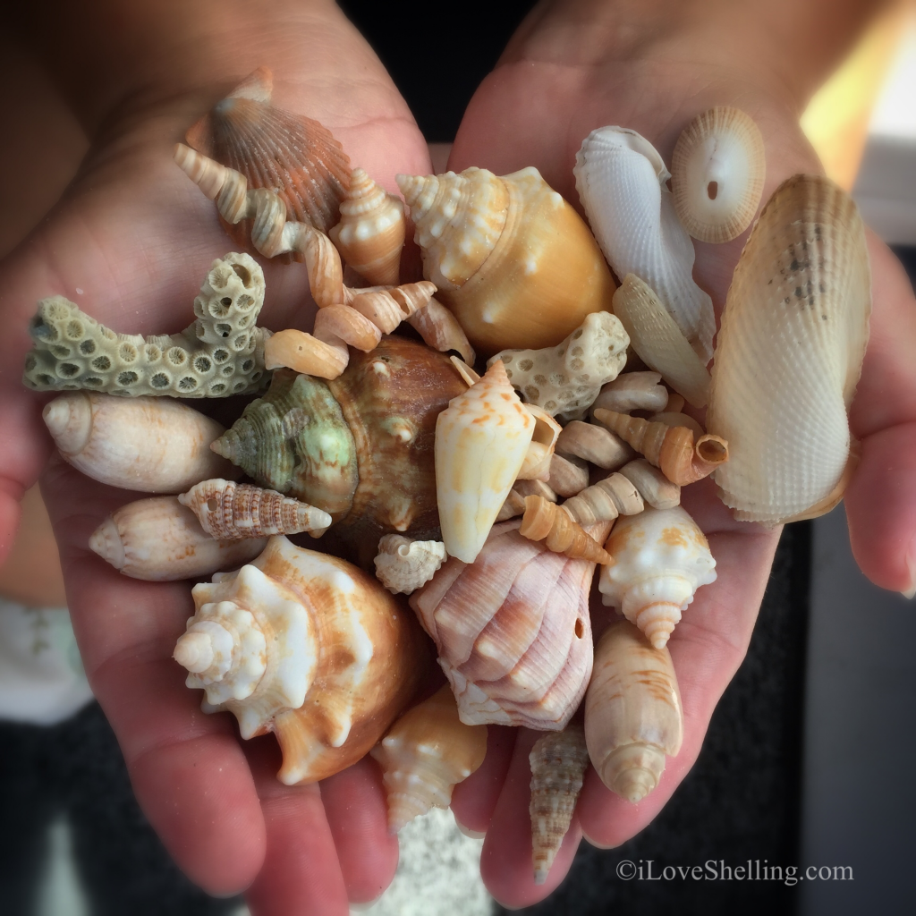 Shells of Big Hickory island Bonita Florida