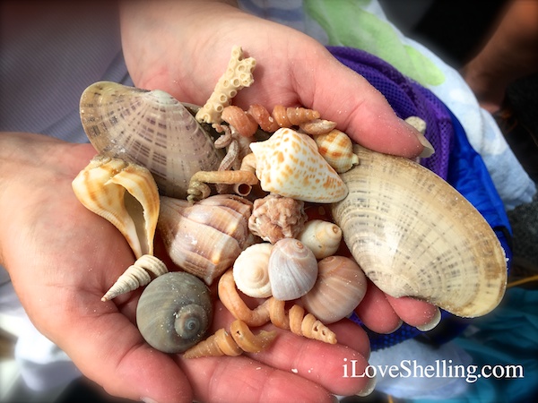 Shells found on Big Hickory Island, Bonita Florida