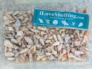 iLoveShelling giveaway shells and stickers iLoveShelling giveaway shells and stickers