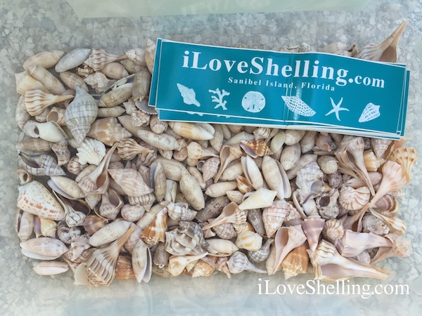iLoveShelling giveaway shells and stickers