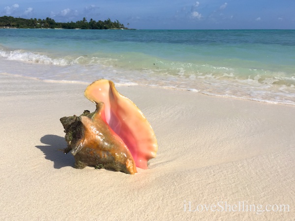 Pink conch on a sandy beach in Abaco Bahamas
