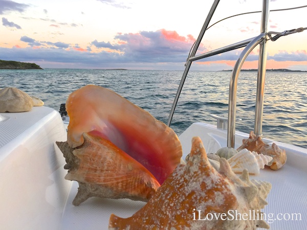 Seashells on a sailboat in the Bahamas