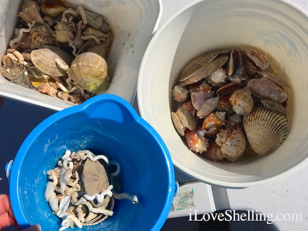 Buckets of shells from Clearwater Beach Florida