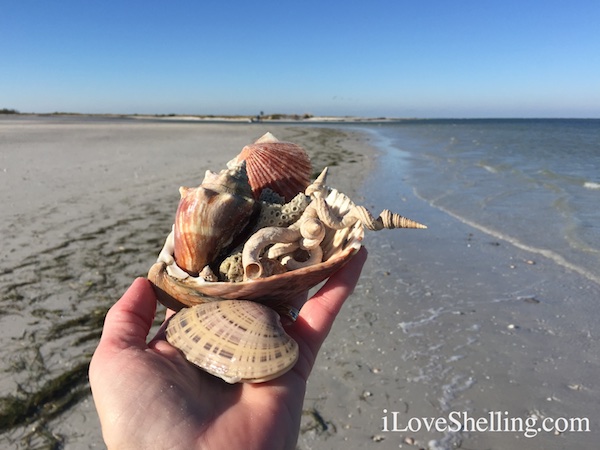 Worm shells coral conchs sun ray venus Clearwater Beach