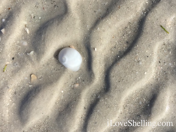 baby ear shell Clearwater Beach Florida