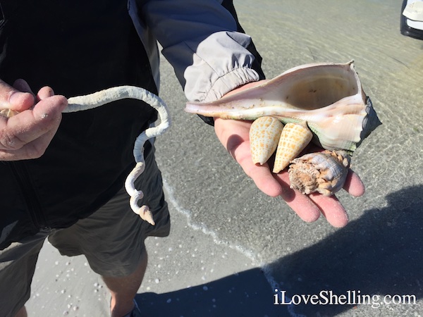 largest worm shell cones whelk kings crown Caladesi