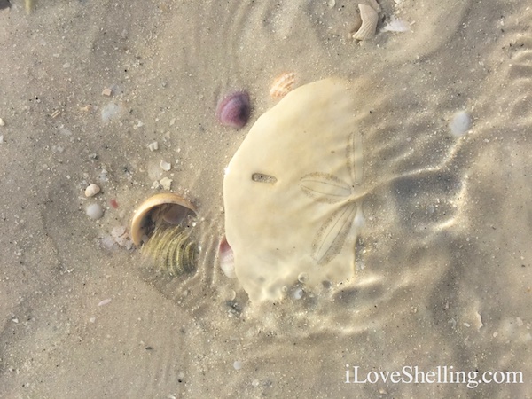 sandy sand dollar CLW beach