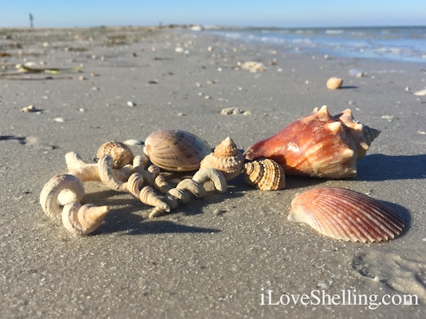 sea shells near Clearwater Beach Florida