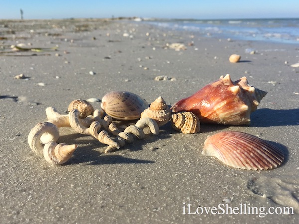 Coastal Florida Seashells Collection