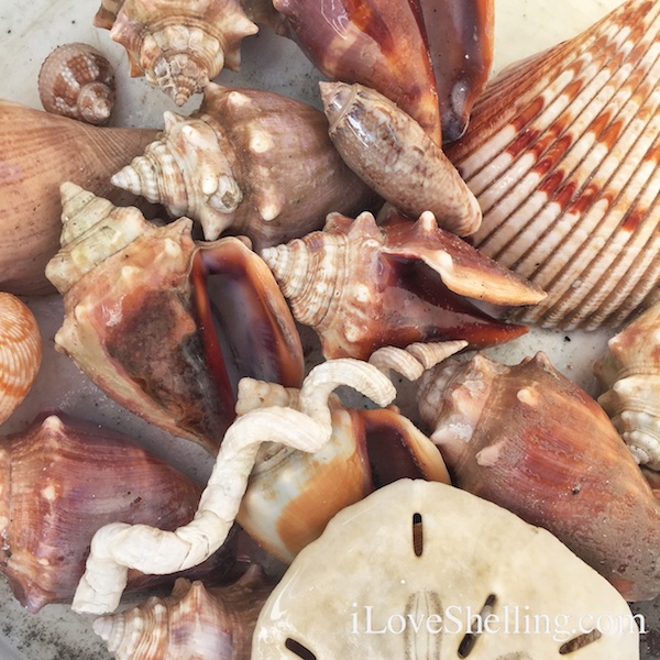 seashells from Clearwater Beach Florida