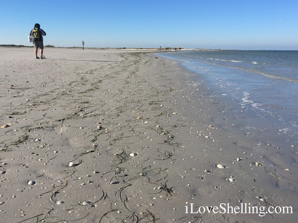 shelling the sand flats of Clearwater Beach