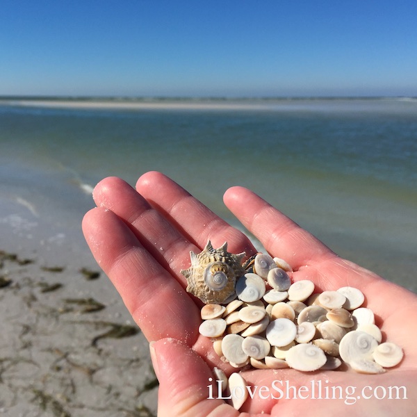 shiva shell operculum Clearwater Beach Florida