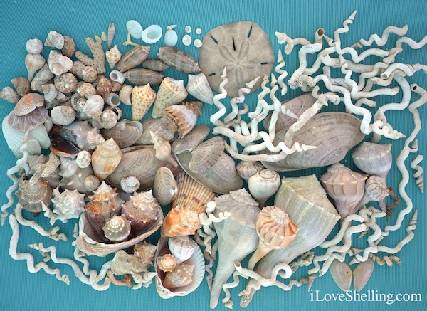 http://www.iloveshelling.com/blog/wp-content/uploads/2014/12/Collection-of-seashells-from-Clearwater-Beach-Florida.jpg