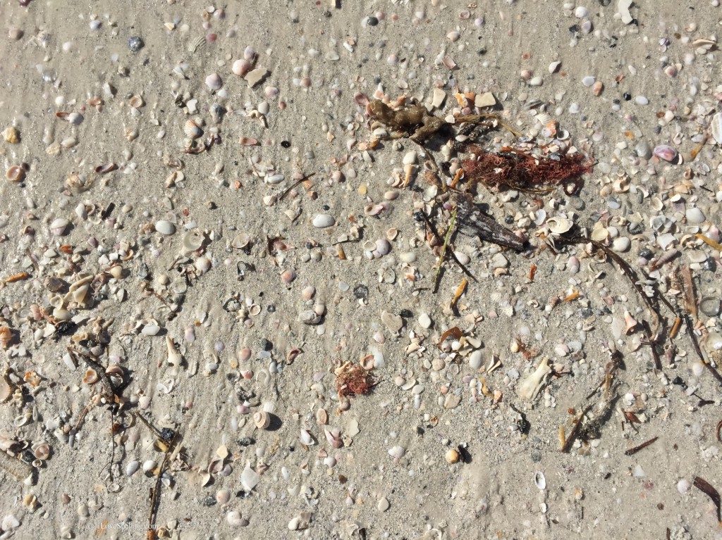 Cyber shelling clearwater beach florida